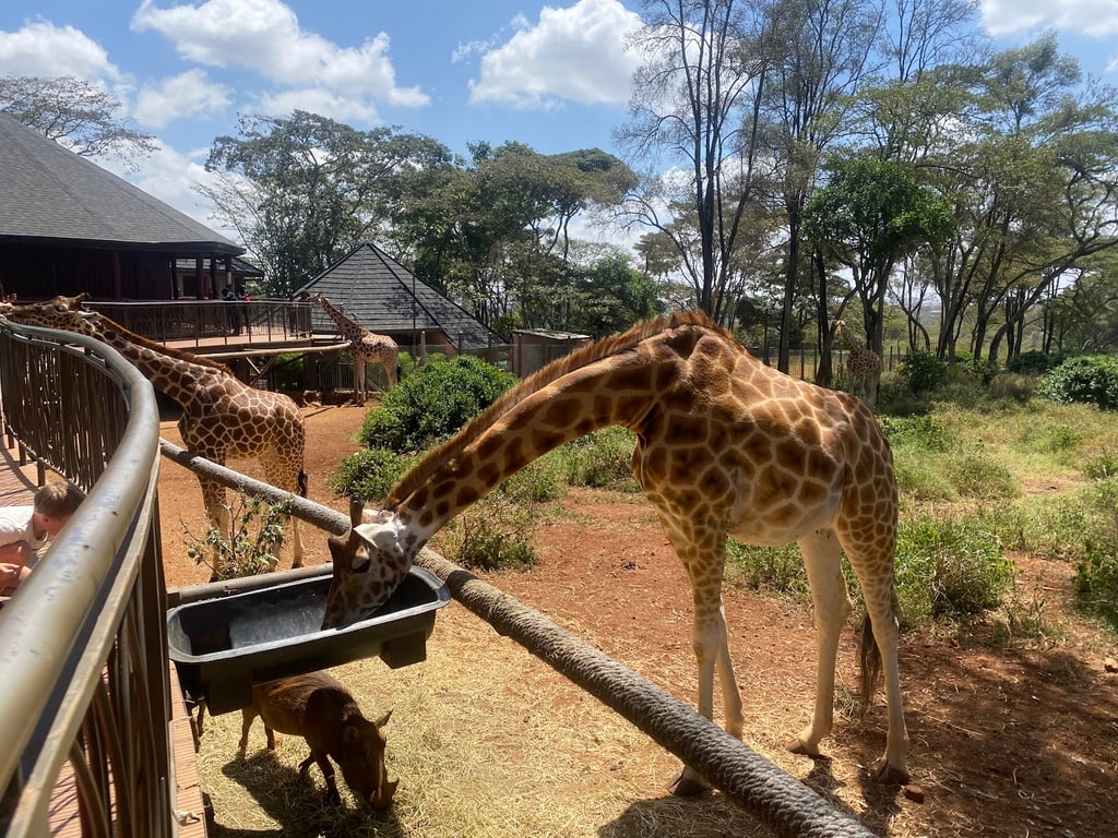Giraffe Centre