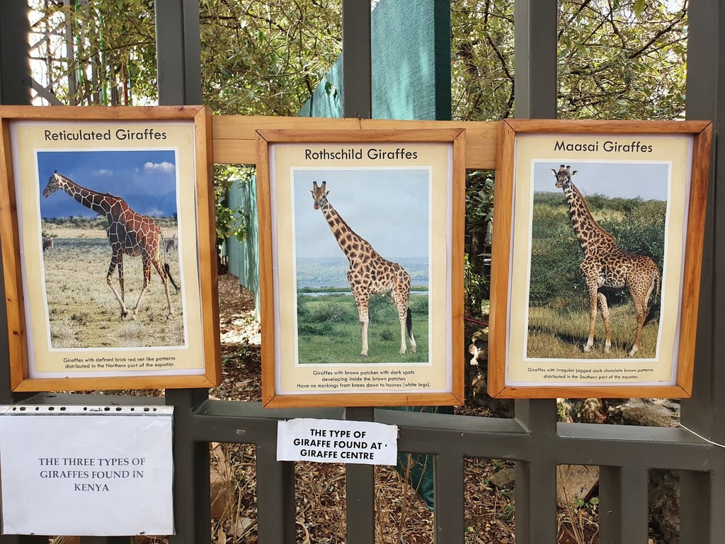 Giraffe Centre
