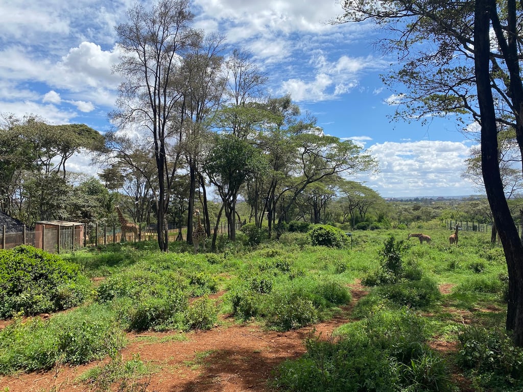 Giraffe Centre