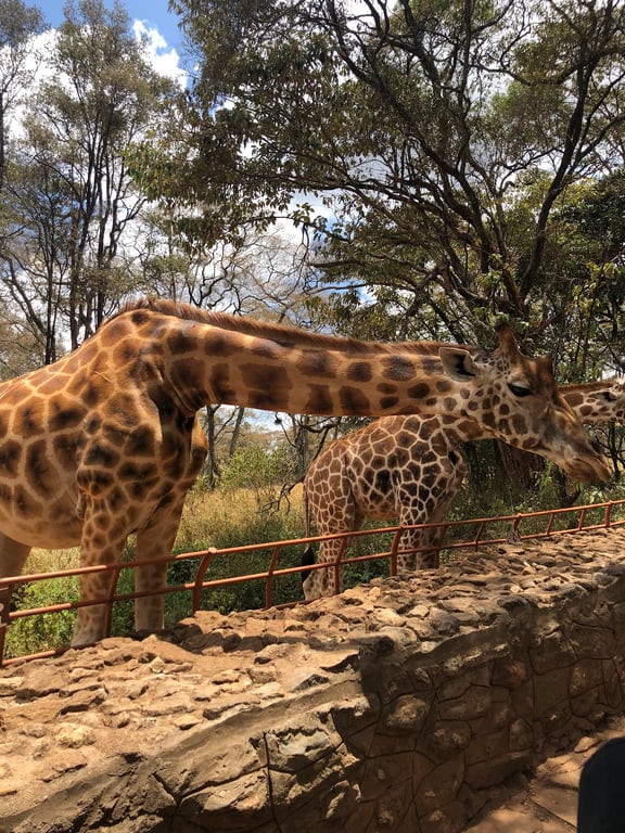 Giraffe Centre