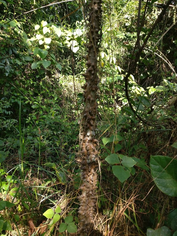 Gola Rainforest National Park
