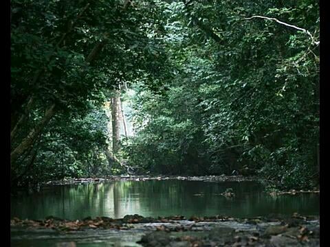 Gola Rainforest National Park