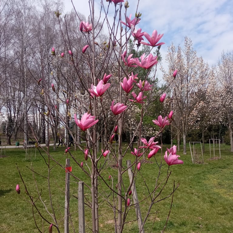 Grădina Botanică