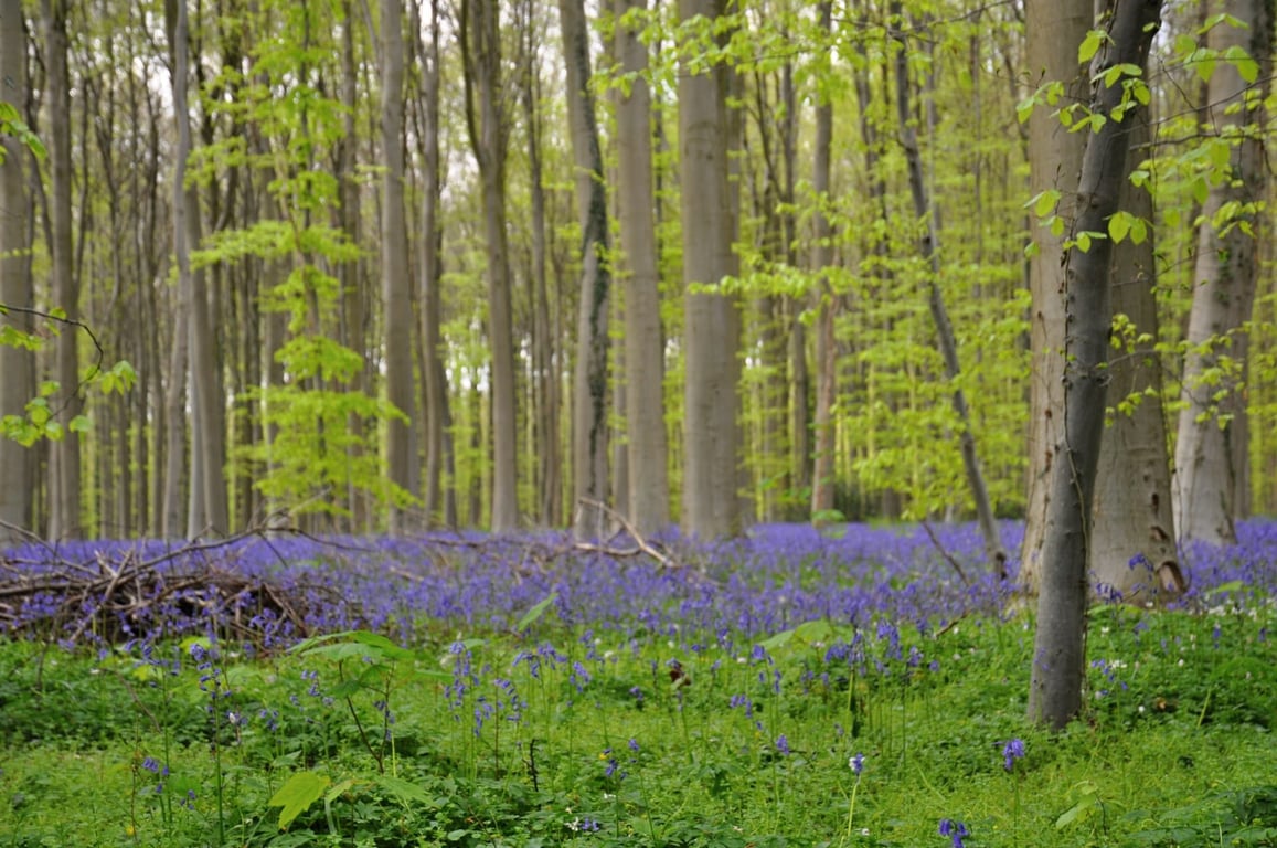 Hallerbos Forest