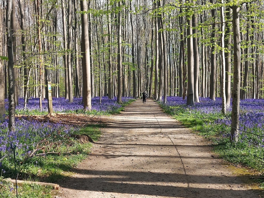 Hallerbos Forest
