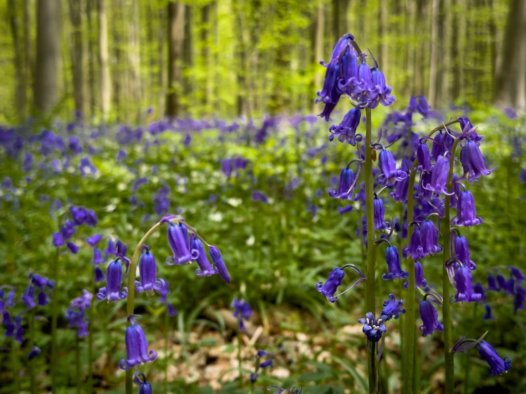 Hallerbos Forest