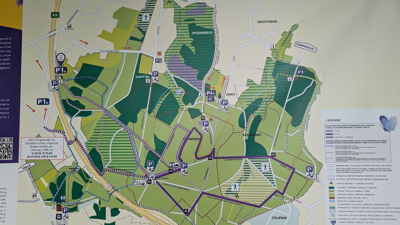 Hallerbos Forest
