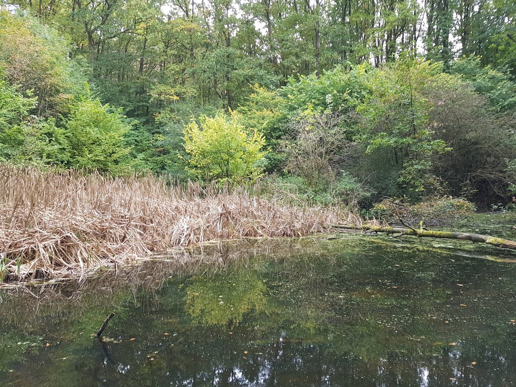 Hallerbos Forest