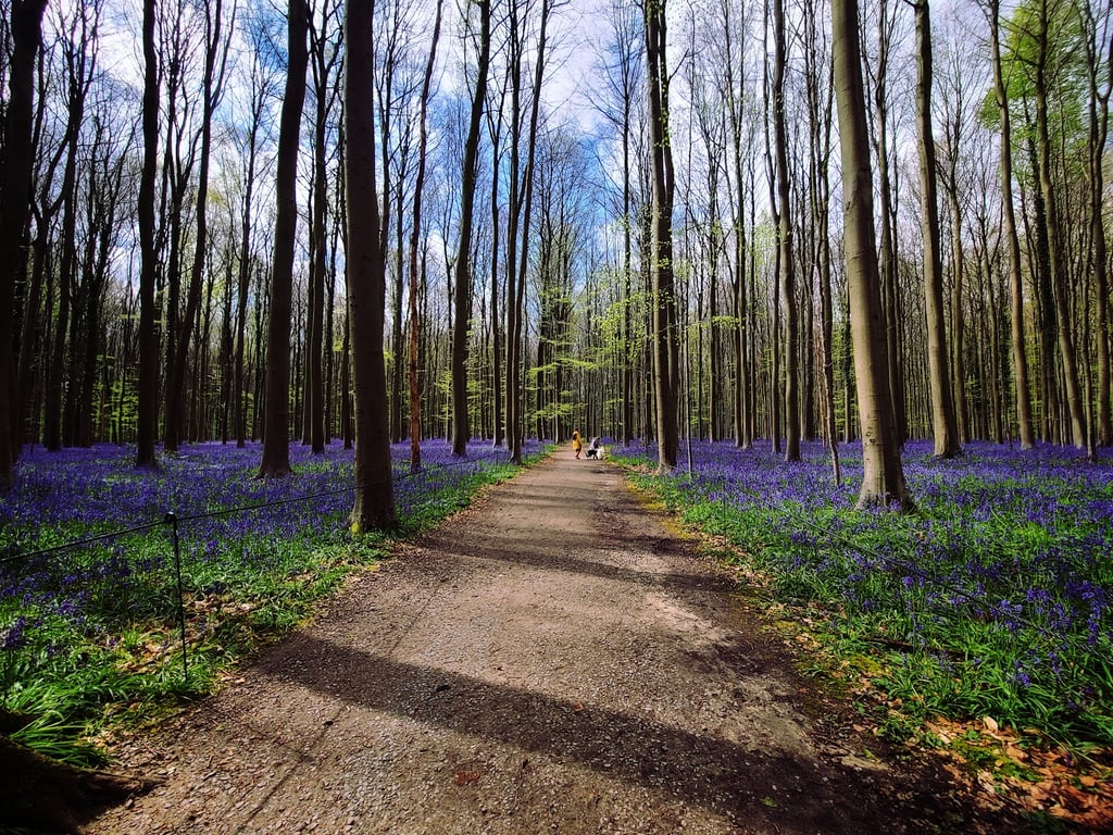 Hallerbos Forest