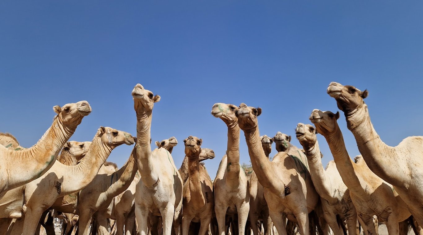 Hargeisa Camel Market