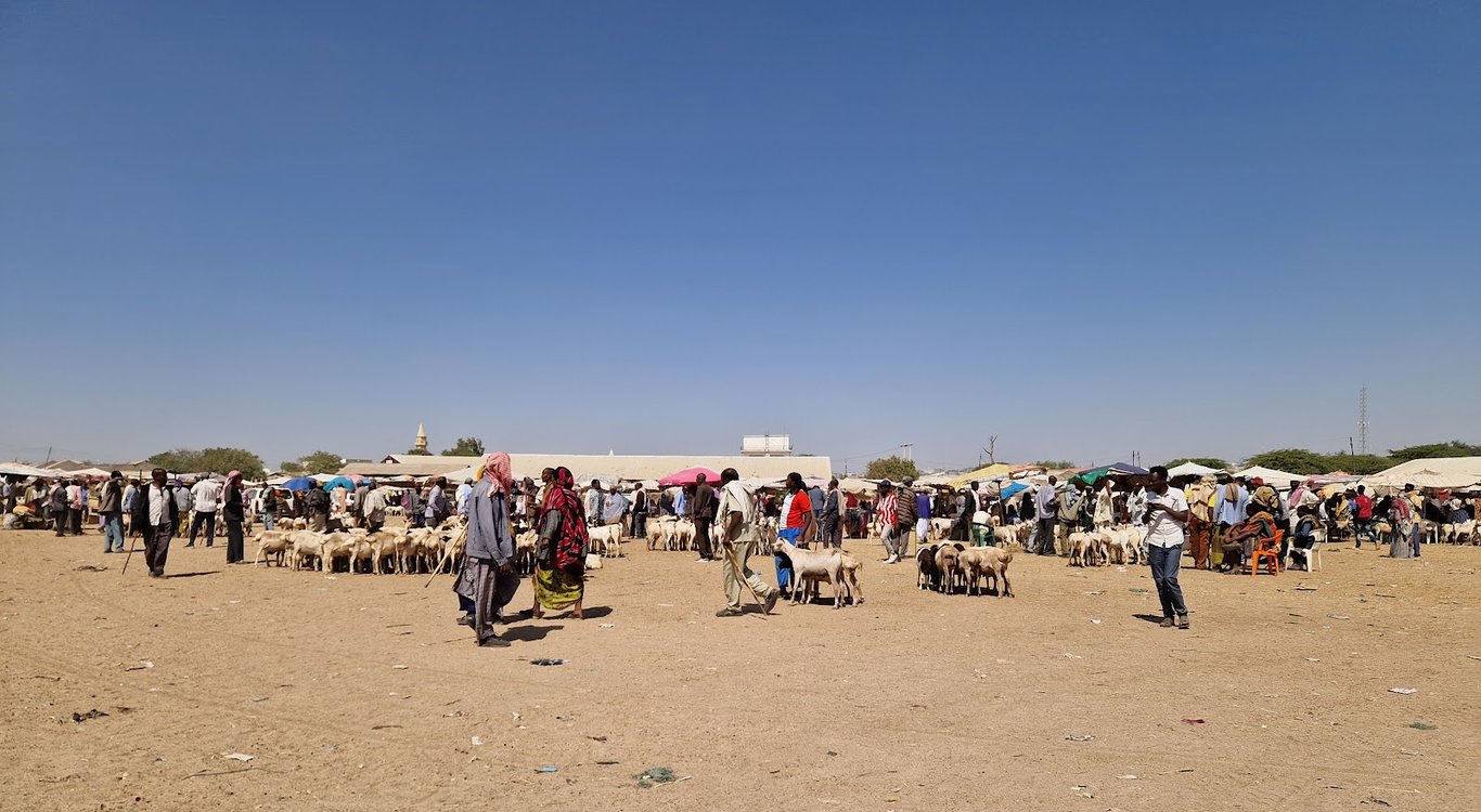Hargeisa Camel Market