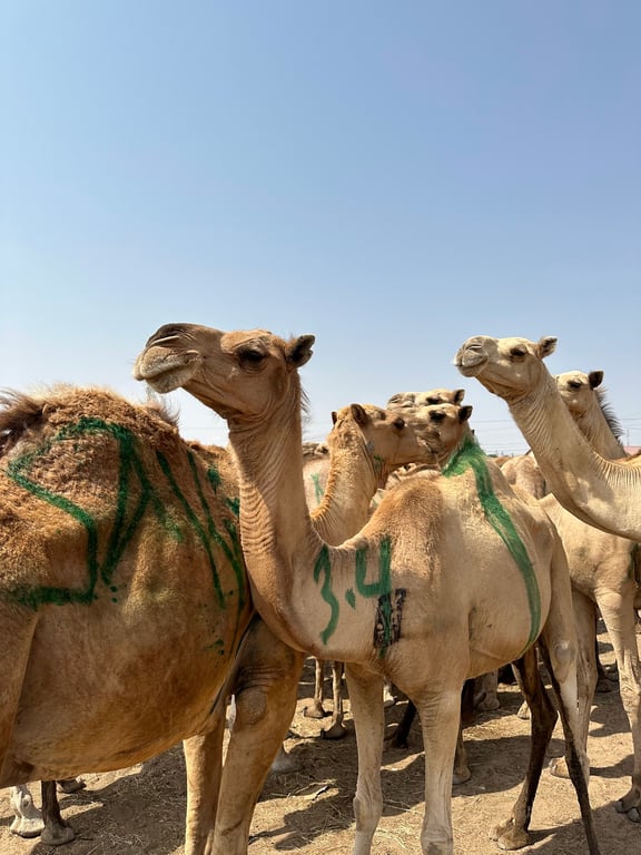 Hargeisa Camel Market