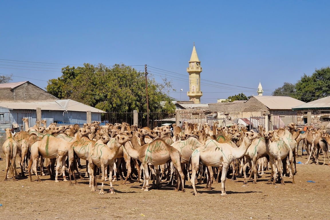 Hargeisa Camel Market