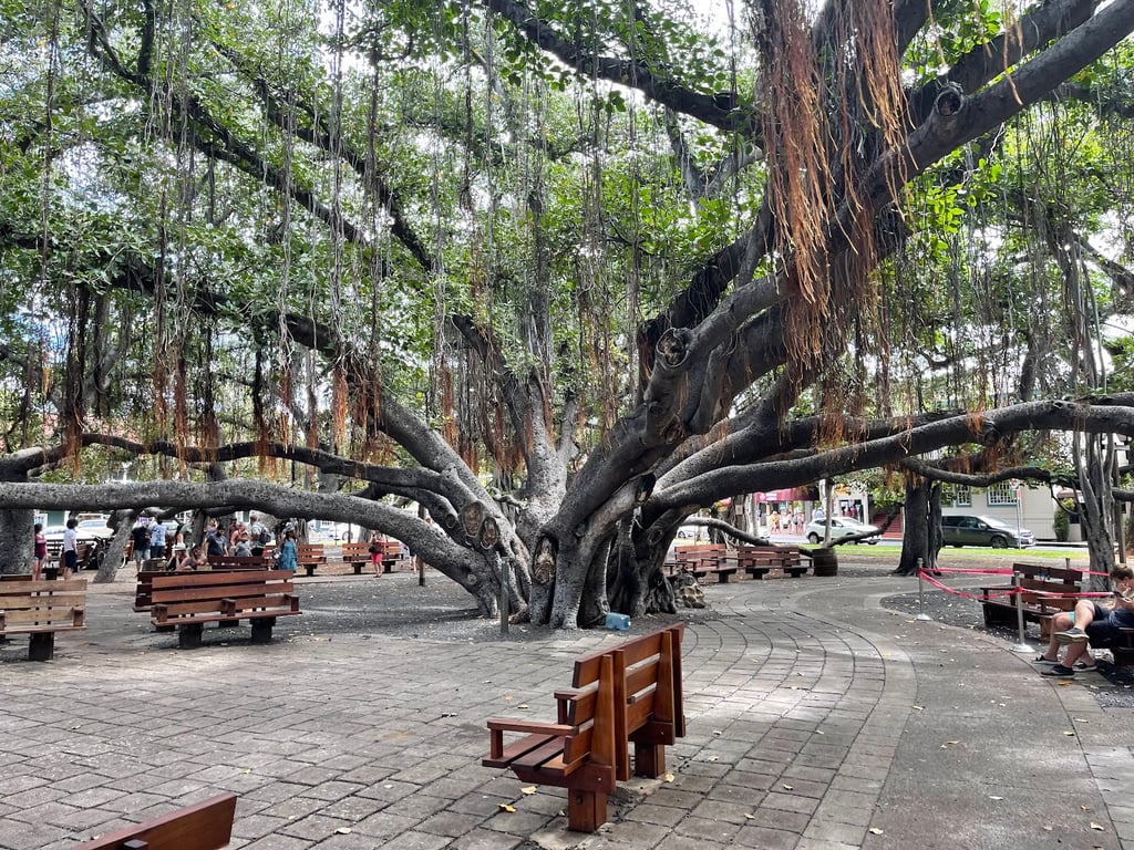 Lahaina Banyan Tree Park