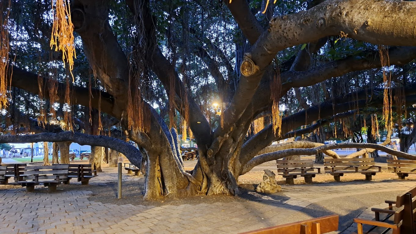 Lahaina Banyan Tree Park