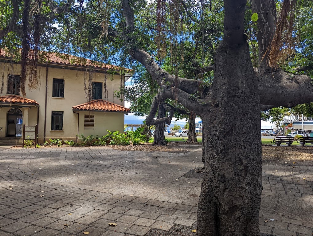 Lahaina Banyan Tree Park