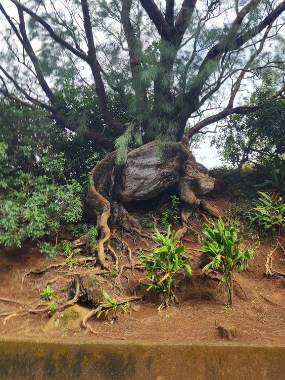 Nuuanu Pali Lookout