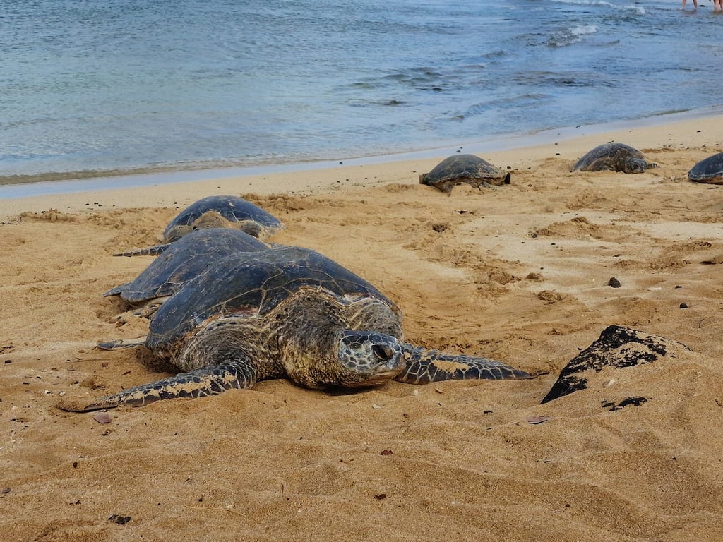 Poipu Beach