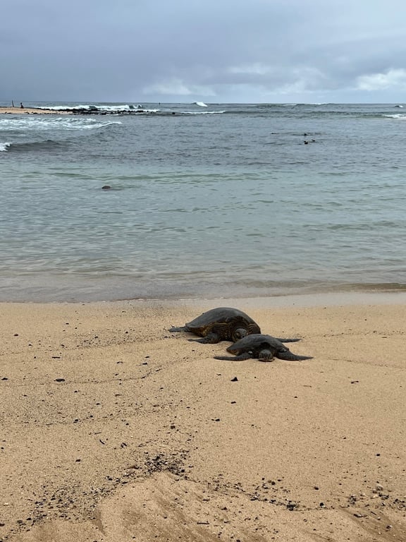 Poipu Beach