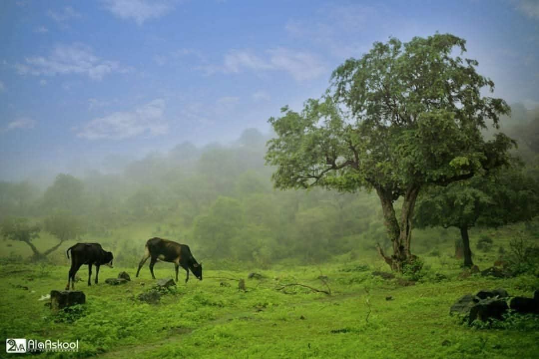 Hawf Forest