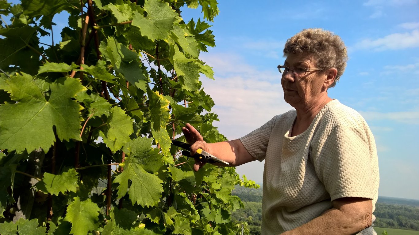 Hill-top Vineyards & Ruin Castle