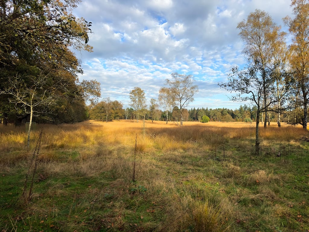 Hoge Veluwe National Park White Bikes