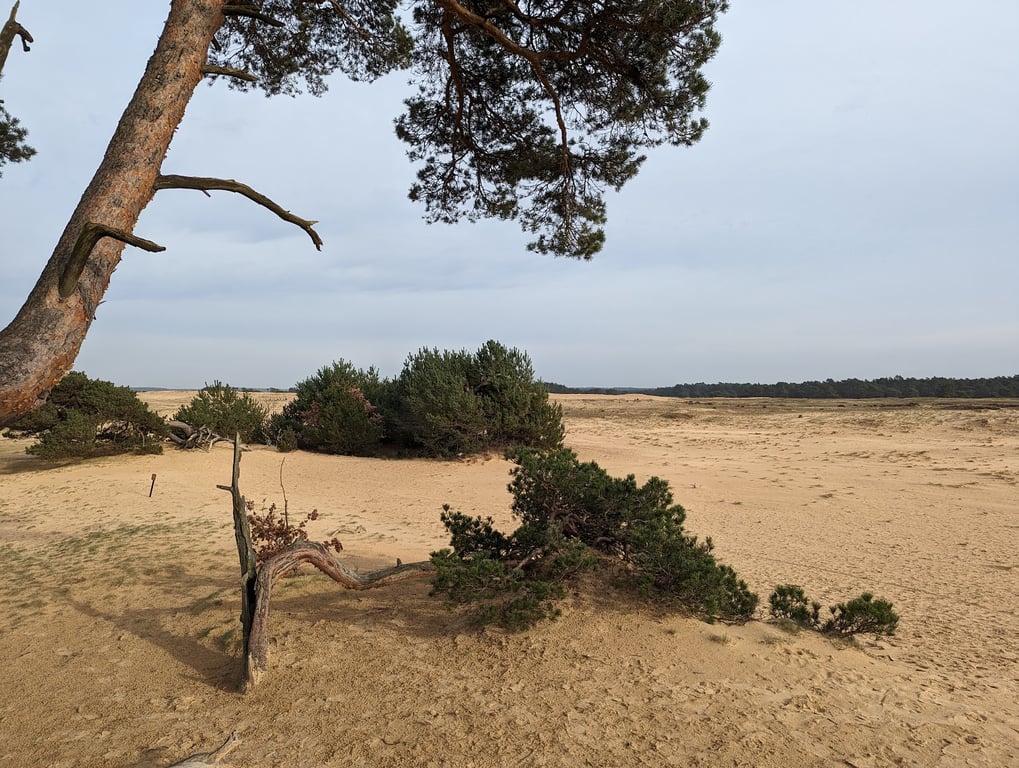 Hoge Veluwe National Park White Bikes