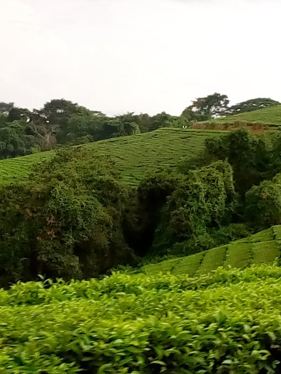 Honde Valley