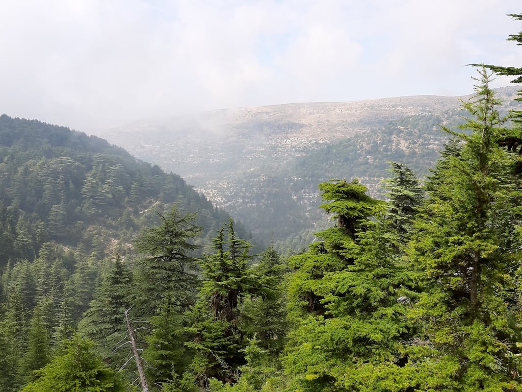 Horsh Ehden Reserve