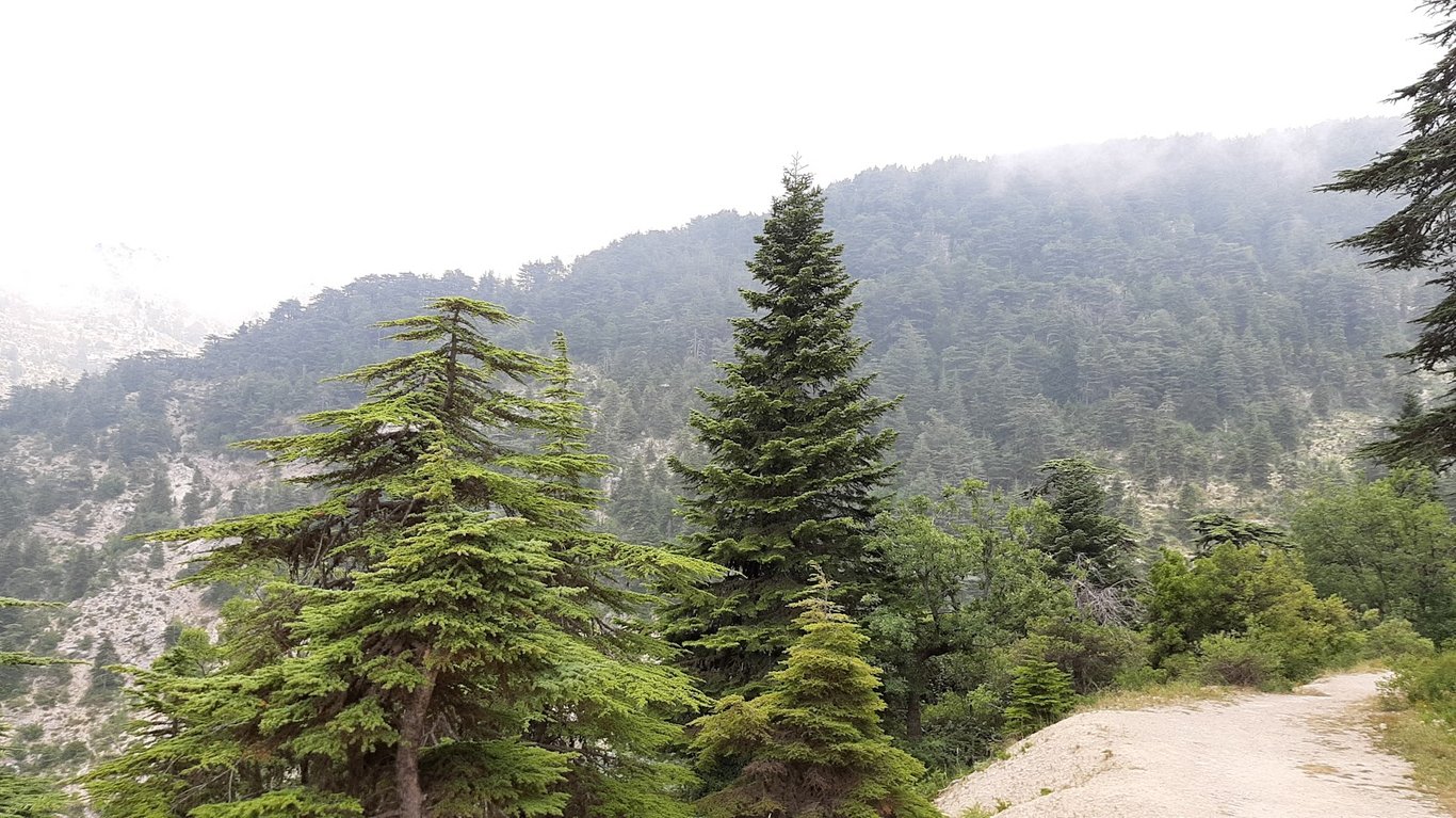 Horsh Ehden Reserve