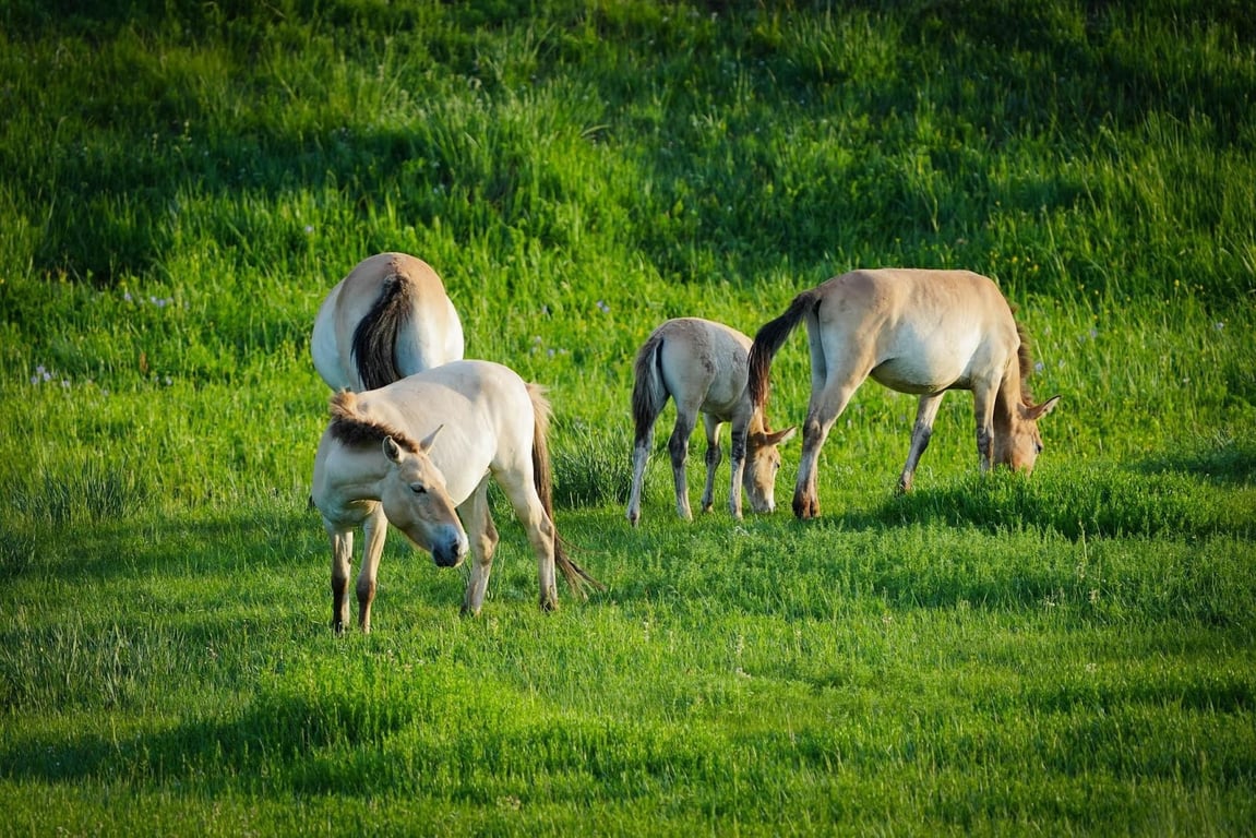 Hustai National Park