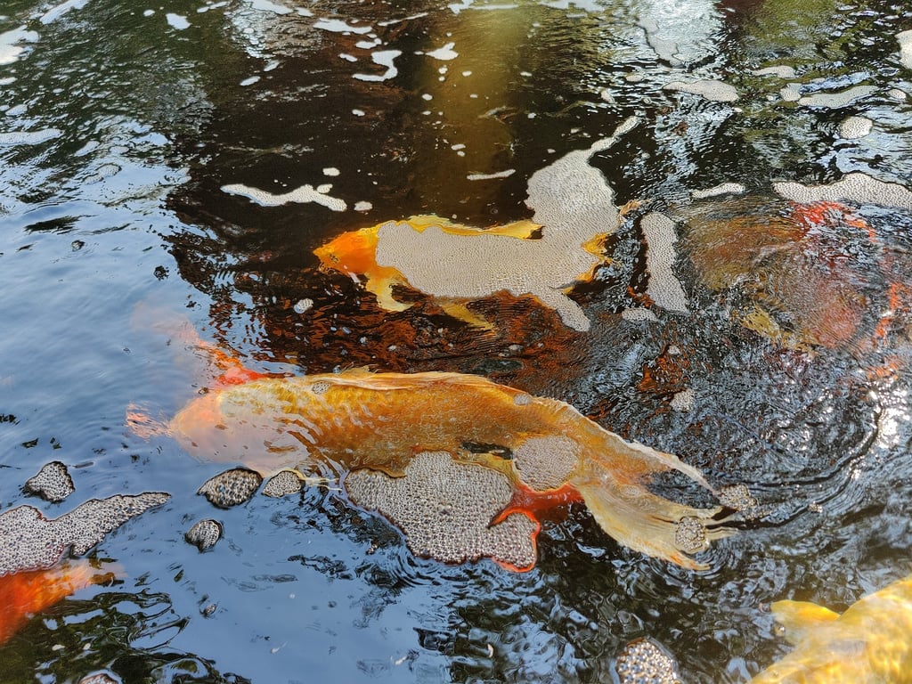 Idaho Botanical Garden