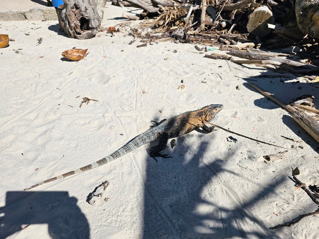 Isla Iguana