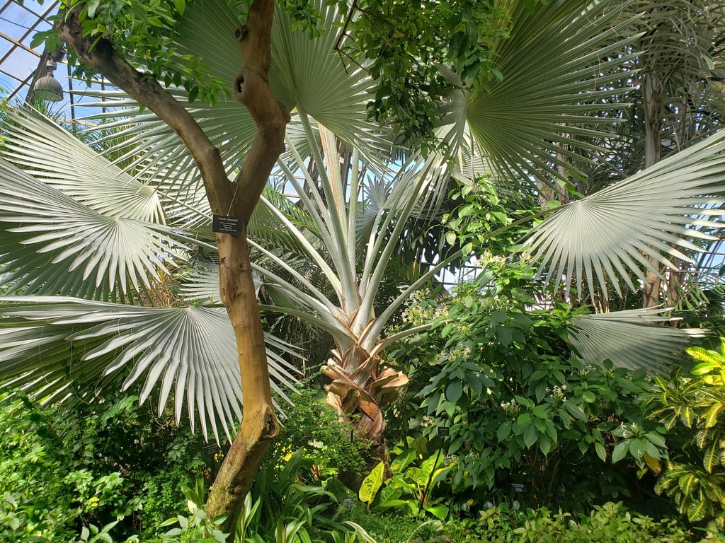 Lincoln Park Conservatory