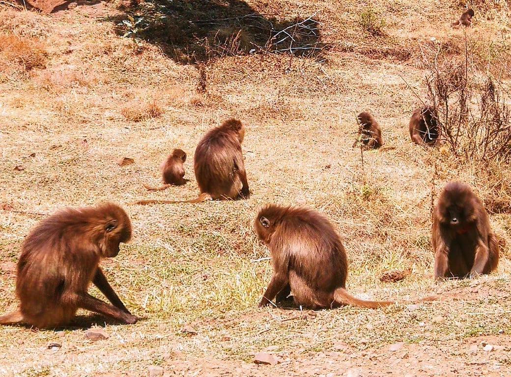 Simien Mountains