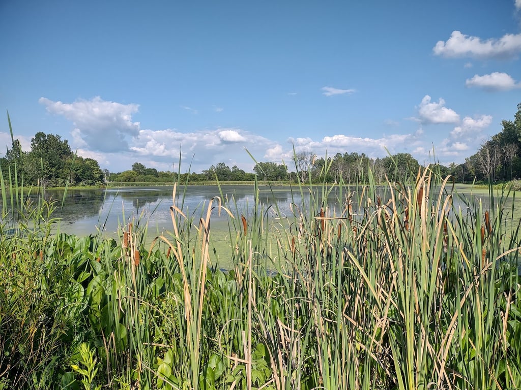 Celery Bog Nature Area
