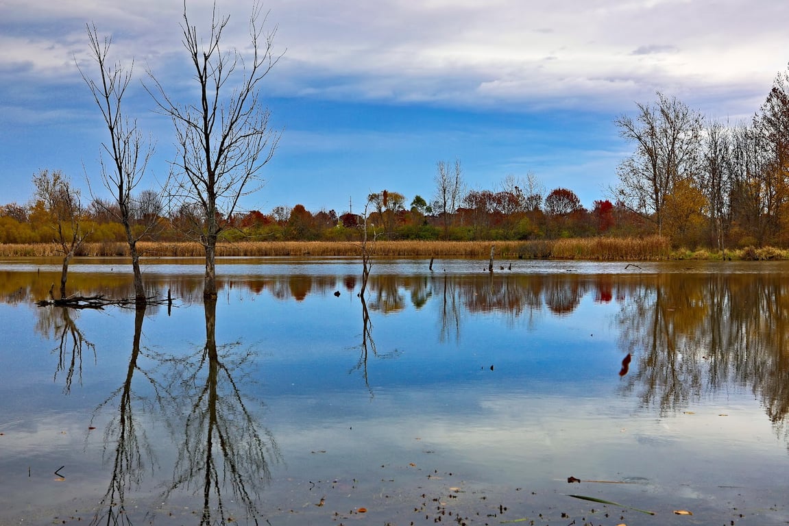 Celery Bog Nature Area