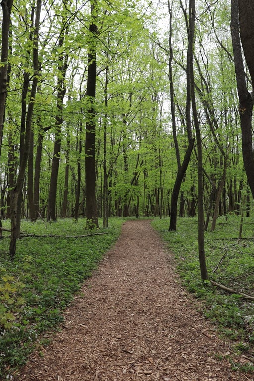 Celery Bog Nature Area