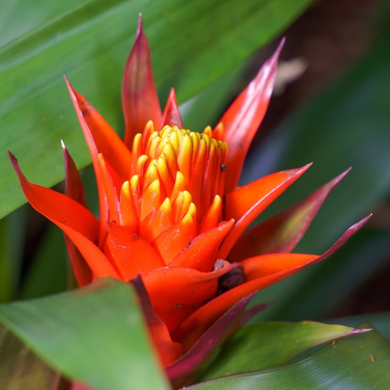 Garfield Park Conservatory