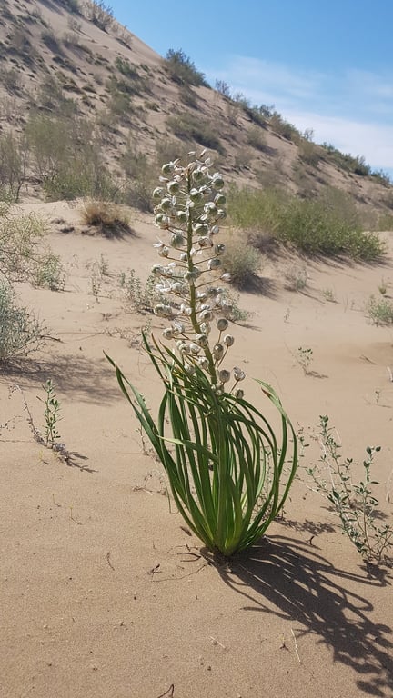 Singing Barkhan Dune