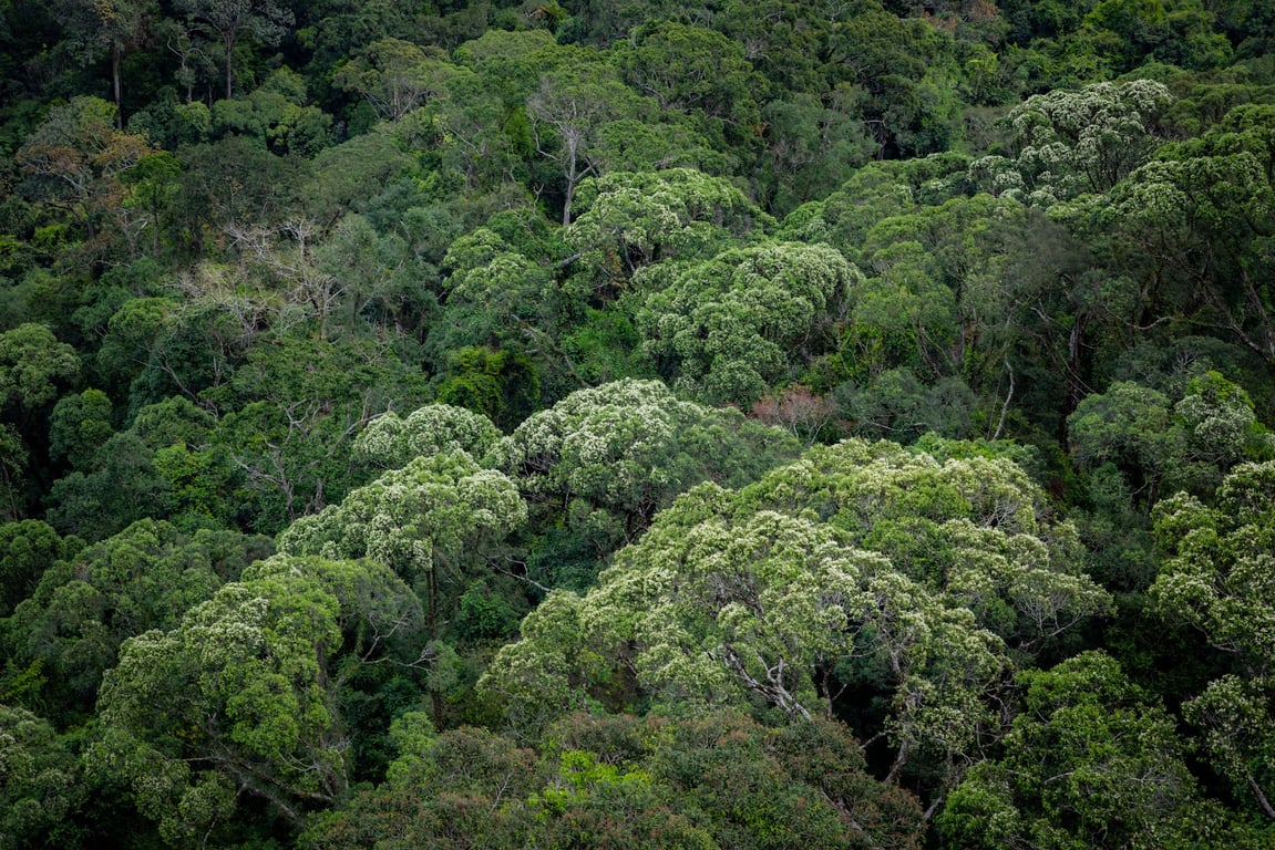 Sinharaja Forest Reserve