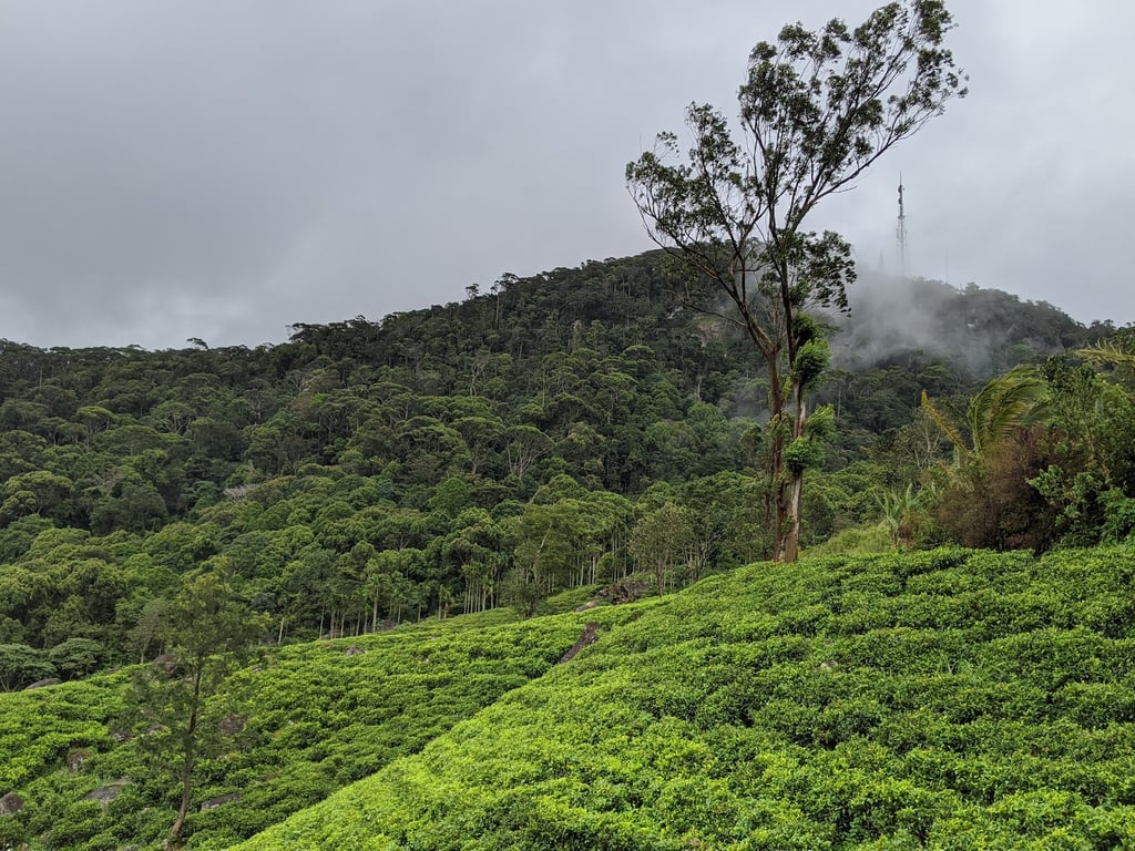 Sinharaja Forest Reserve