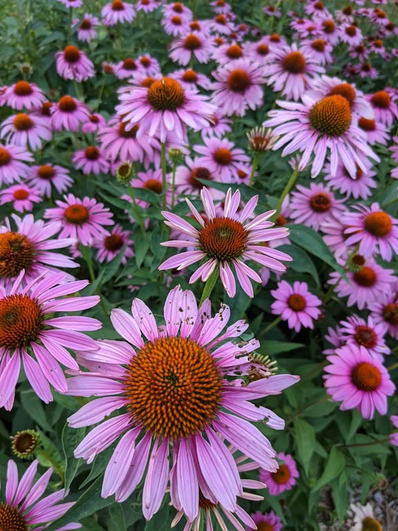 Buxton Park Arboretum