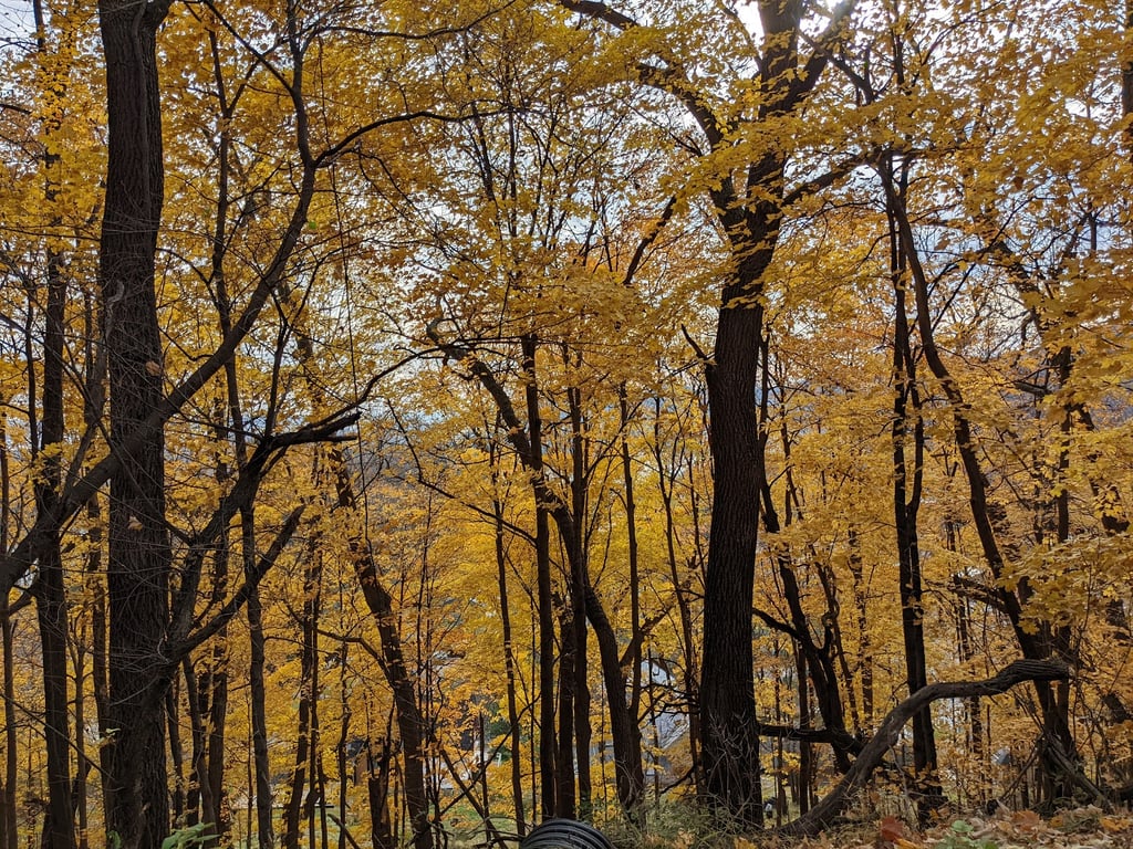 Mount Hosmer Park