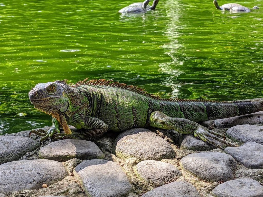 Jardín Botánico Plan de la Laguna