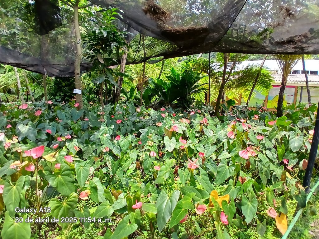 Jardín Botánico Plan de la Laguna