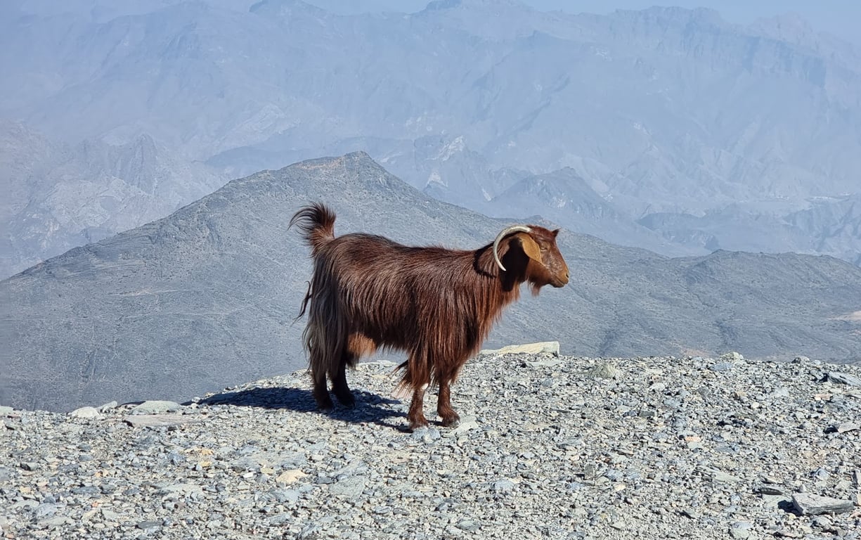 Jebel Shams