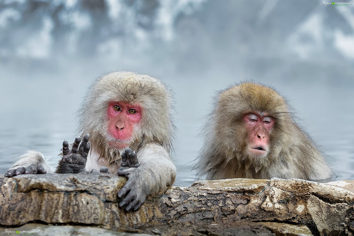 Jigokudani Snow Monkey Park