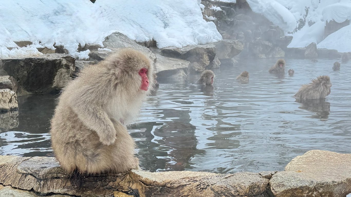 Jigokudani Snow Monkey Park