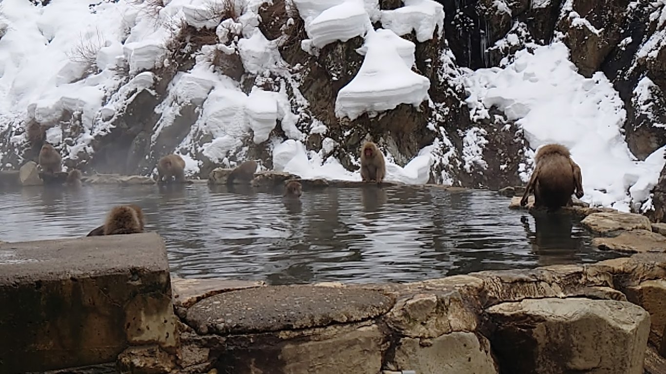 Jigokudani Snow Monkey Park